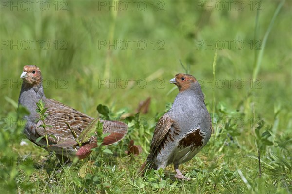 Two territorial male grey partridges