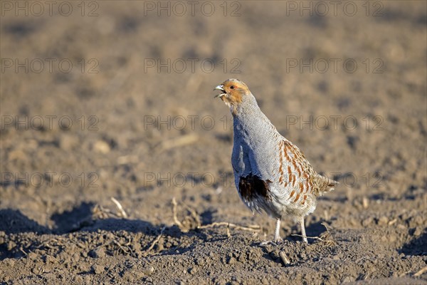 Grey partridge