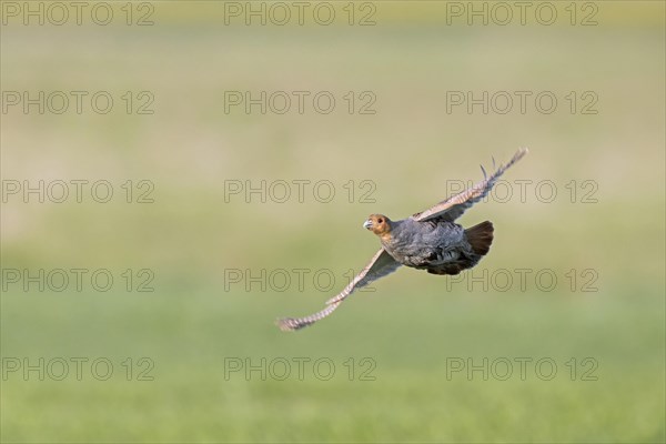 Grey partridge