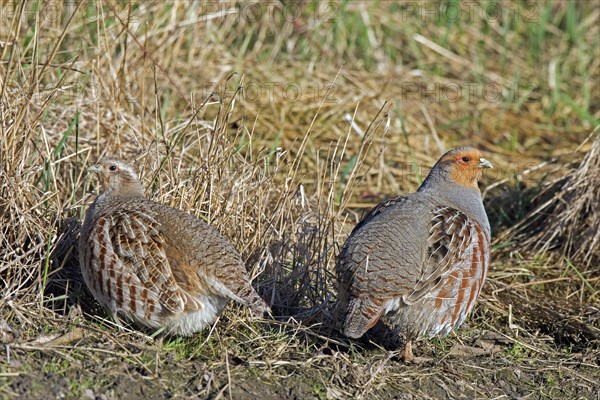 Grey partridge