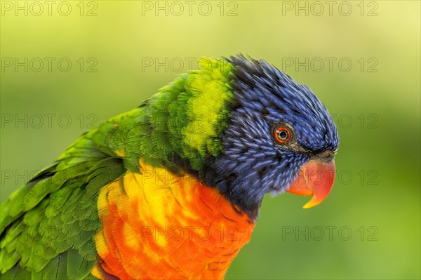 Rainbow lorikeet