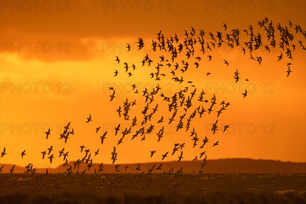 Huge flock of bar-tailed godwits