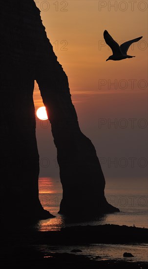 Silhouette of seagull and the Porte D'Aval