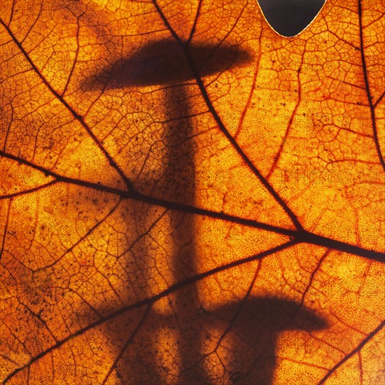 Fairy-like mushrooms silhouetted against autumn leaf showing fall colors