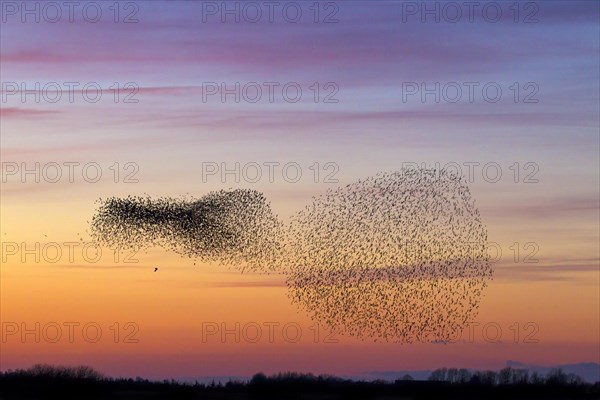 Bird of prey attacking European starling