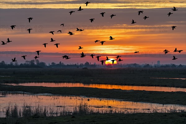 Flock of ducks silhouetted against sunset flying over field in winter in the Uitkerkse Polder nature reserve near Blankenberge