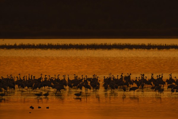 Flock of common cranes