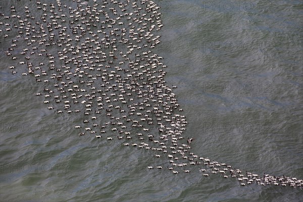 Aerial view over flock of common eider