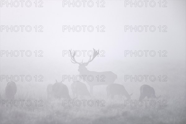 Red deer