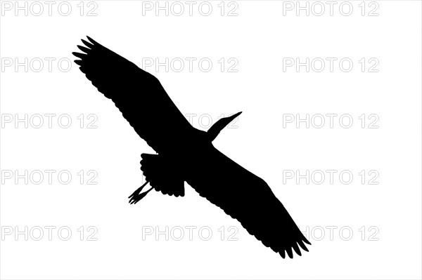 Silhouette of grey heron