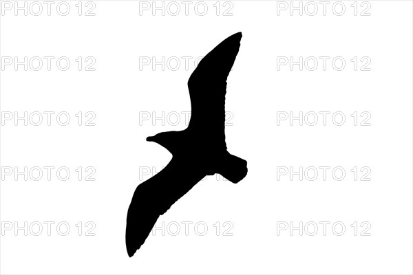 Silhouette of soaring great skua