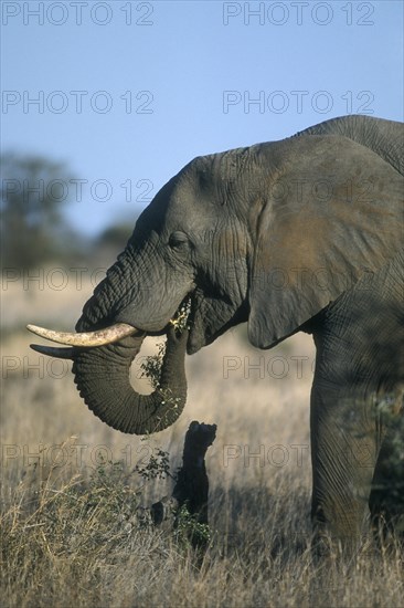 African elephant