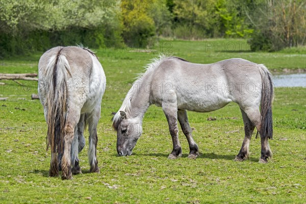 Heck horses