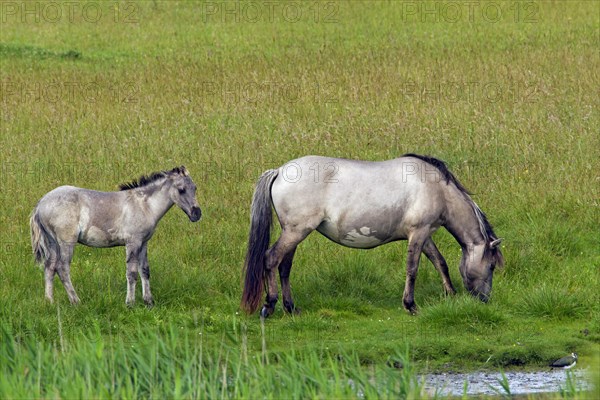 Konik horses