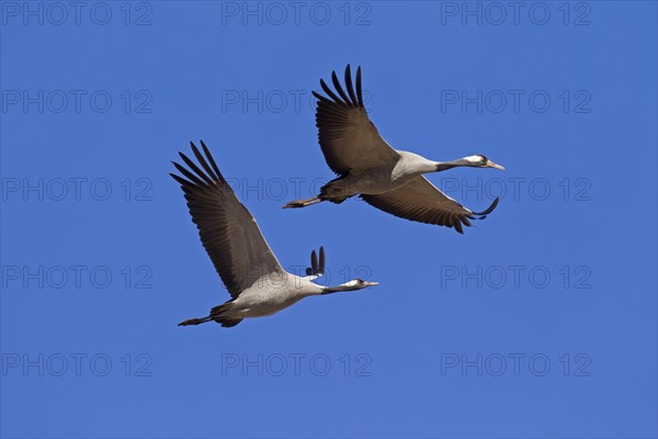 Two Common cranes