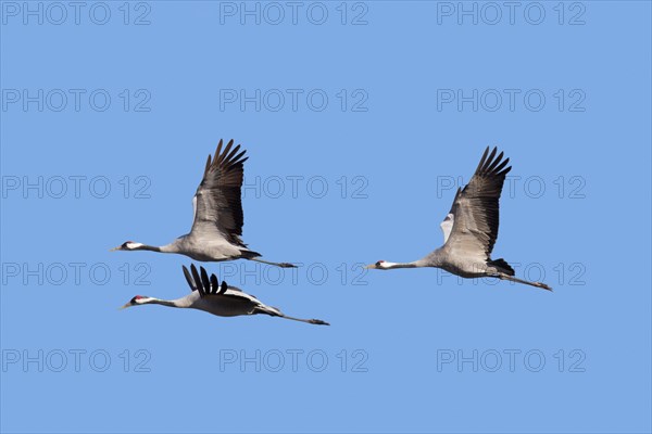 Three migrating common cranes