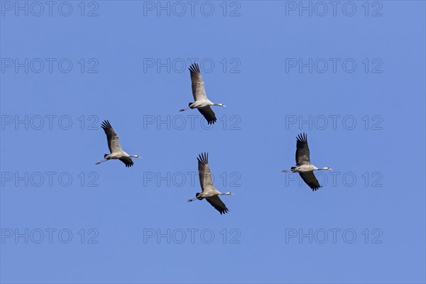 Four migrating common cranes