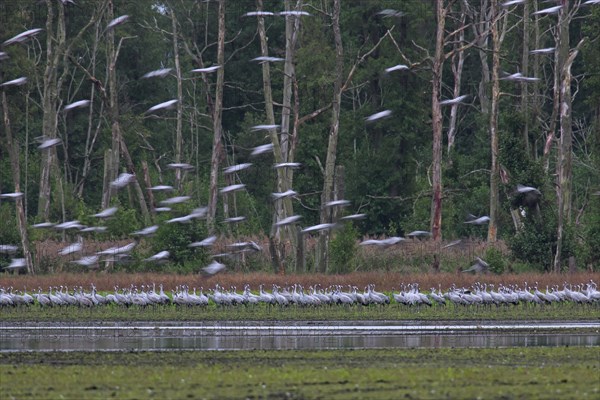 Flock of common cranes