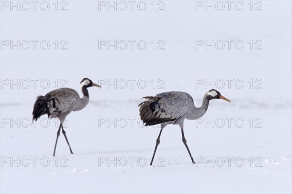 Two common cranes