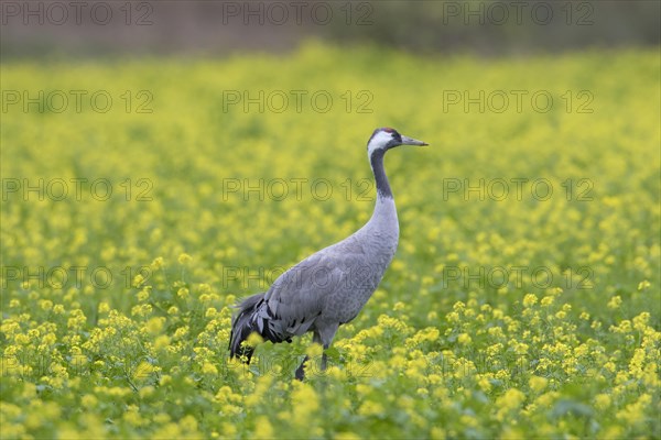 Common crane