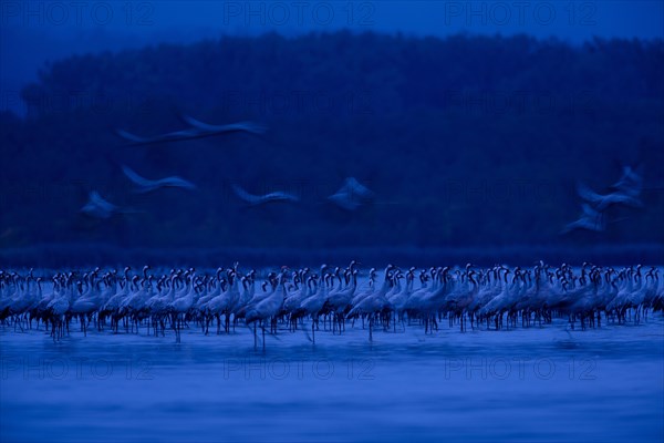 Flock of common cranes