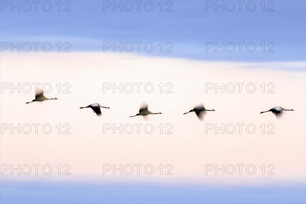 Migrating flock of common cranes