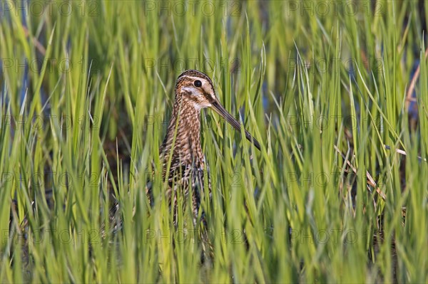 Common snipe