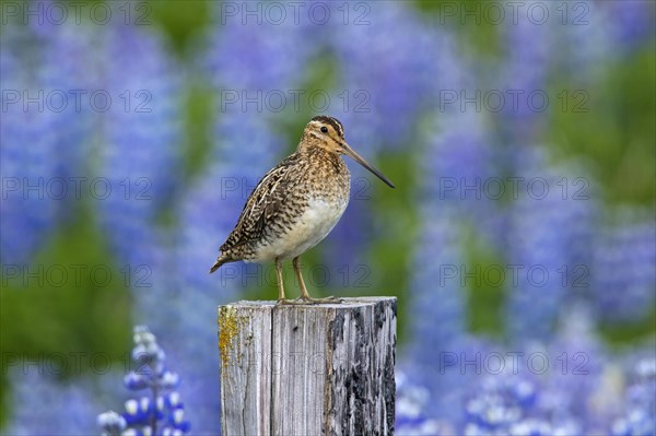 Common snipe