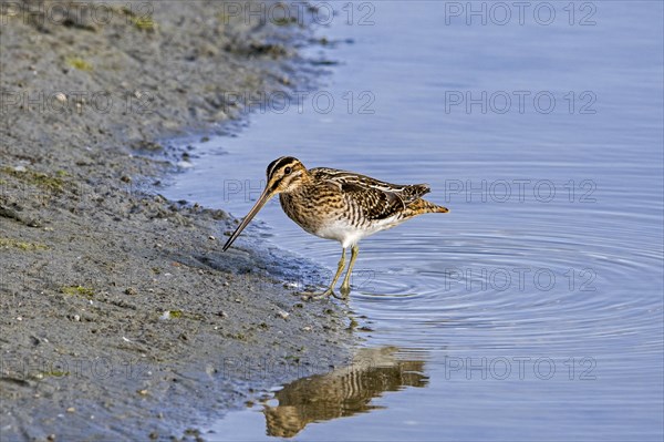 Common snipe