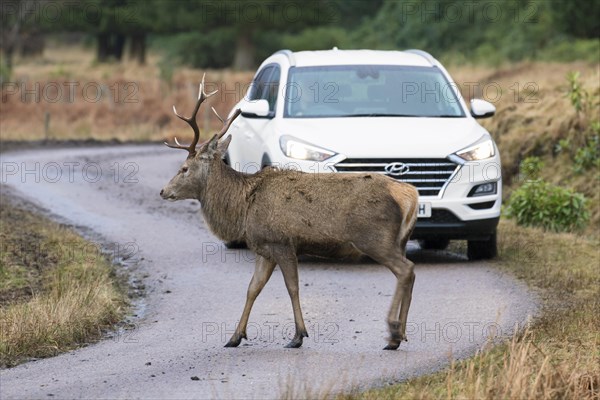 Red deer