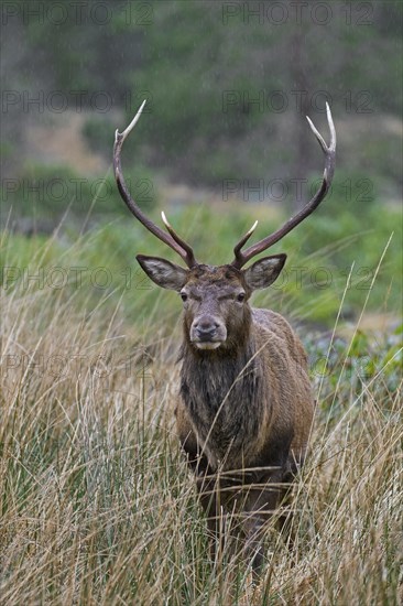 Red deer