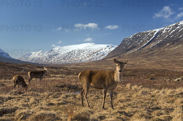 Red deer