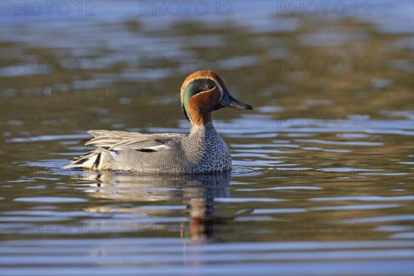 Eurasian teal