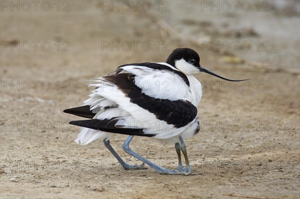 Pied avocet