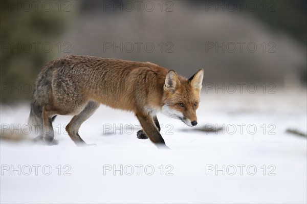 Red fox