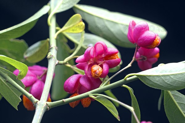 Common spindle bush