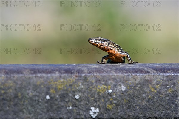 Common wall lizard