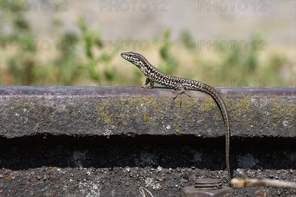 Common wall lizard