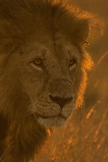 Head shot of a backlit African male lion