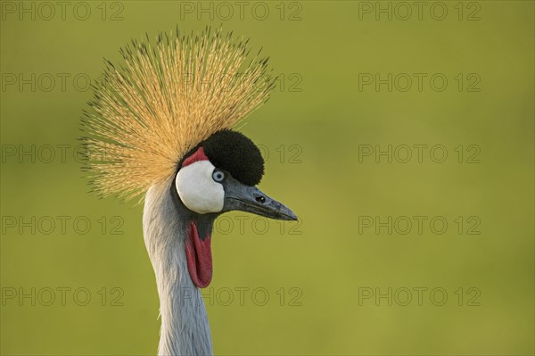Head shot of an African or Grey crowned crane