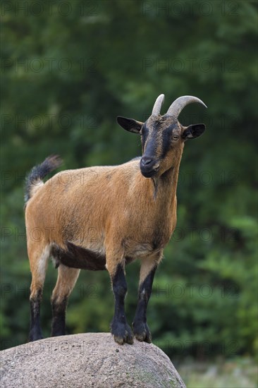 Domestic pygmy goat