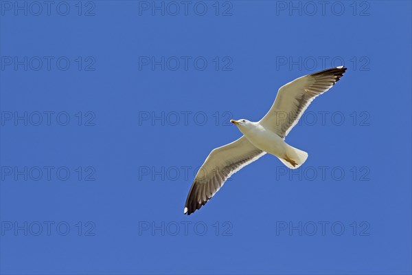 Lesser black-backed gull