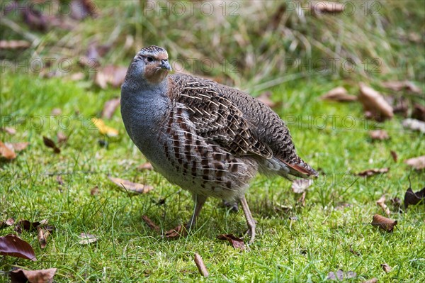 Grey Partridge