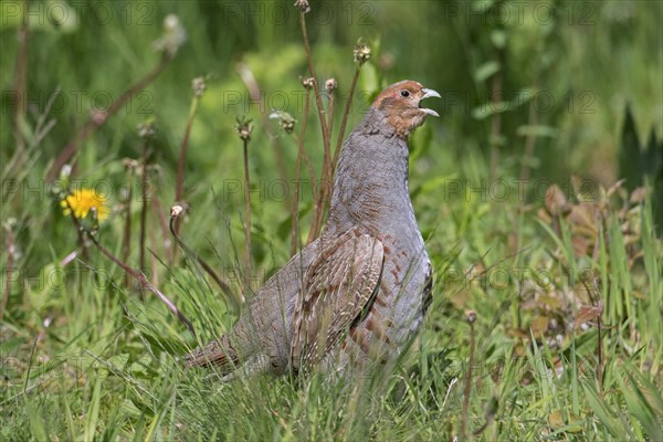 Grey partridge