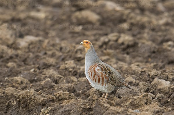 Grey partridge