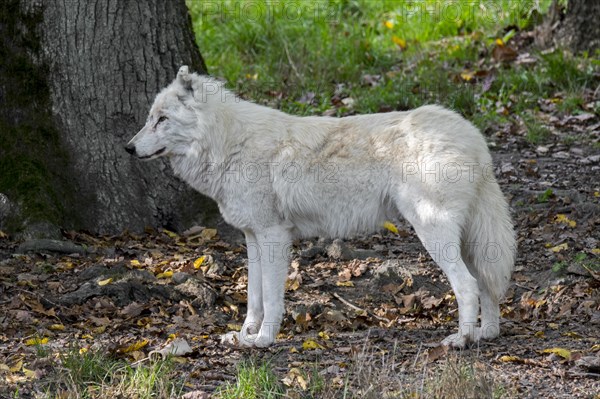 Arctic wolf