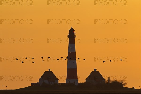 Flock of geese and lighthouse Westerheversand at sunset