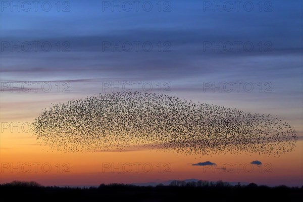 European starling