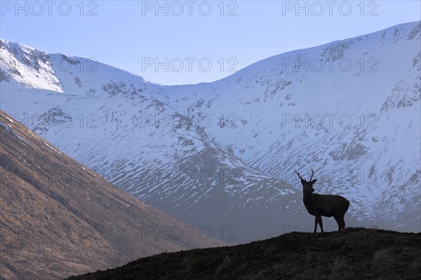 Silhouette of red deer