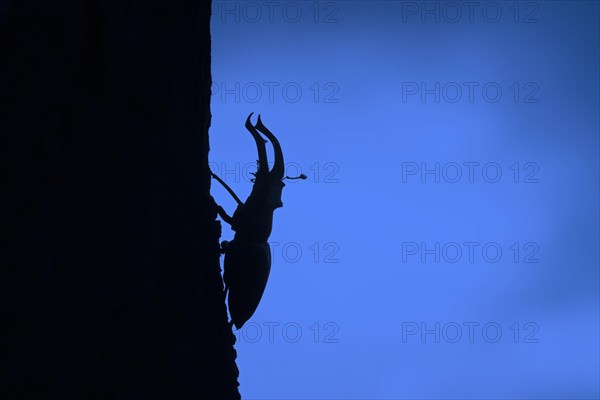 European stag beetle